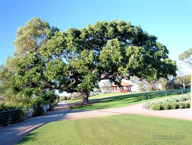 Spreading Tree, Kings Park, Perth, Western Australia